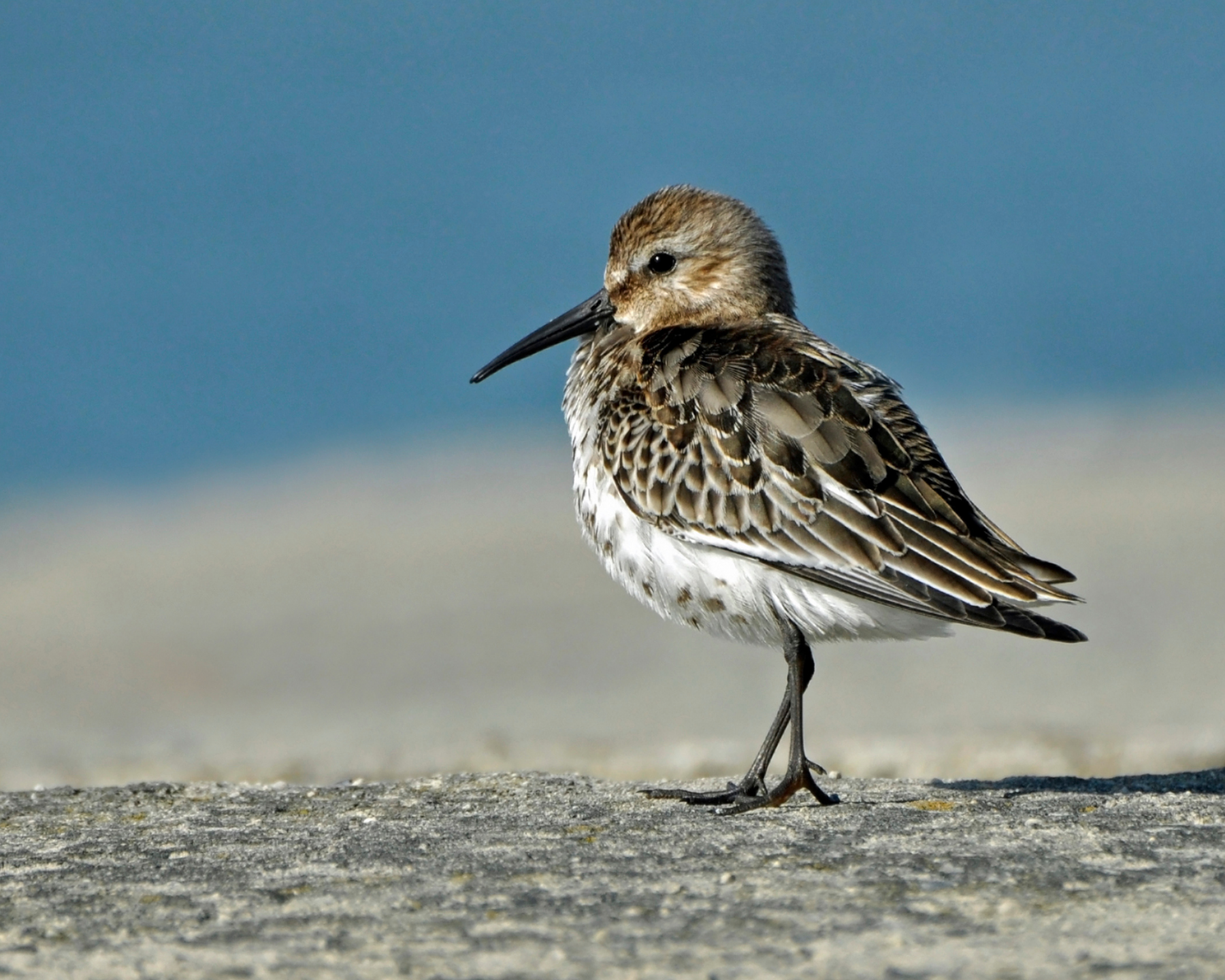 Dunlin