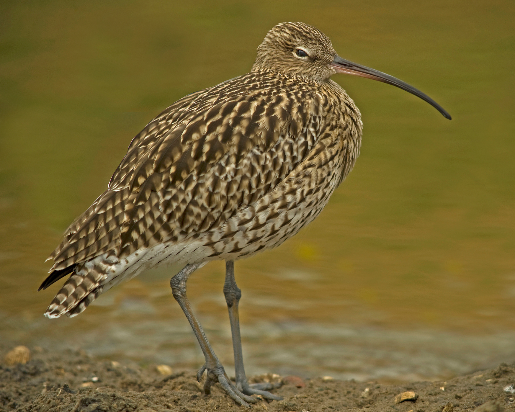 Curlew