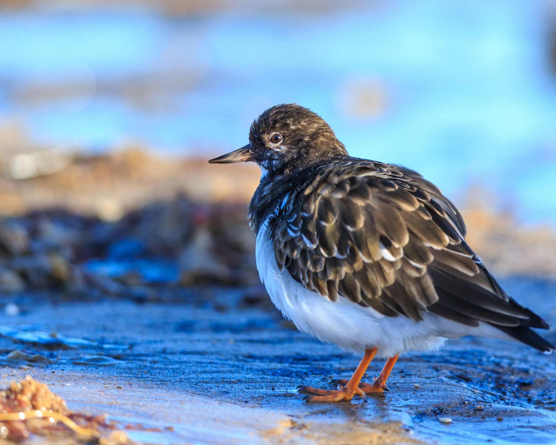 Turnstone