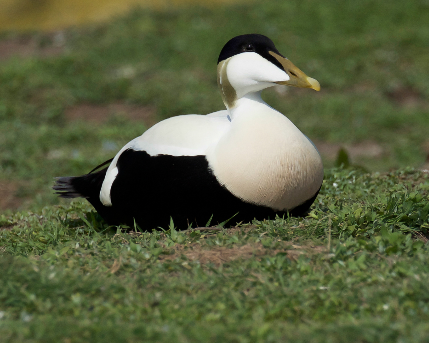 Eider Duck