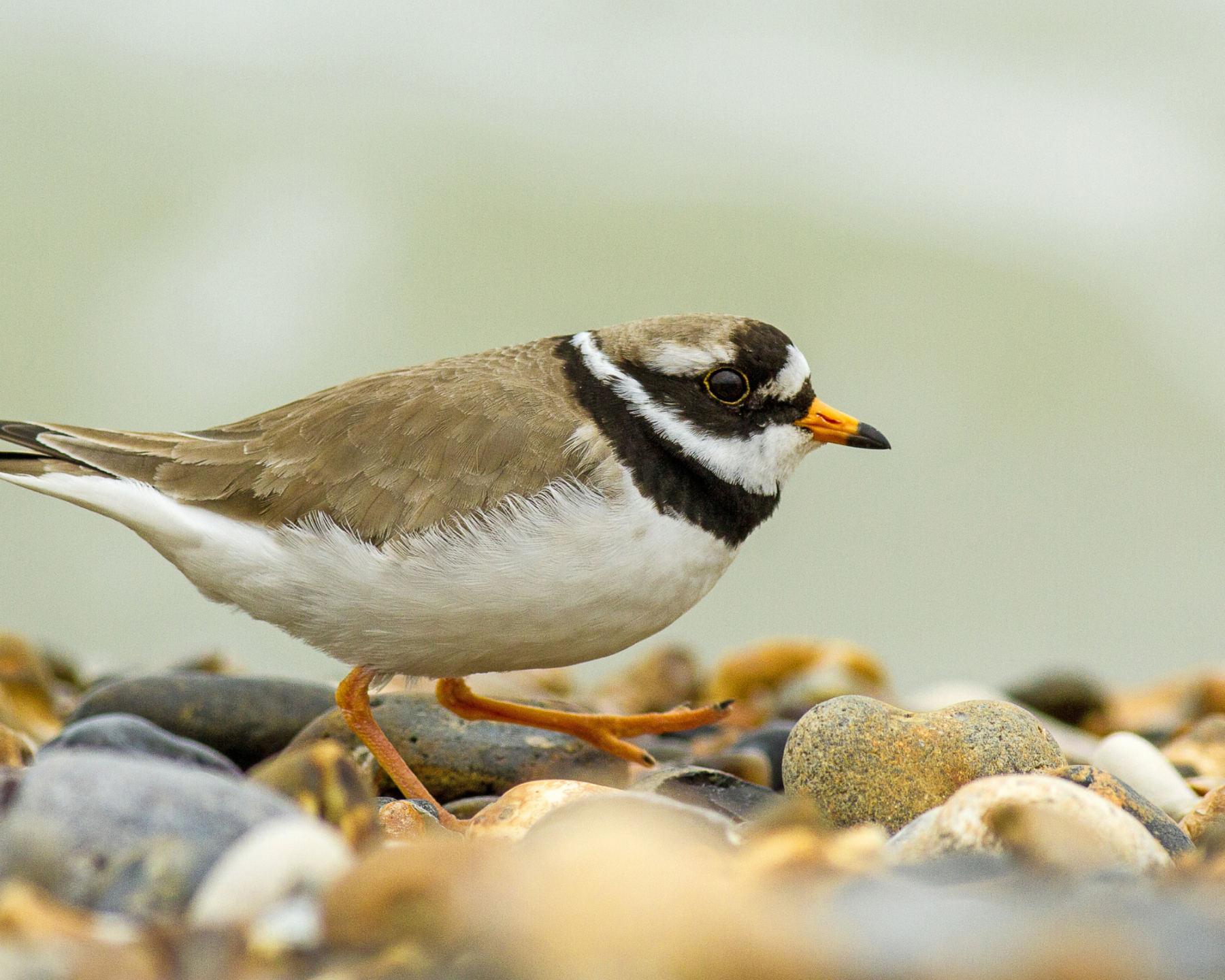 Ringed Plover