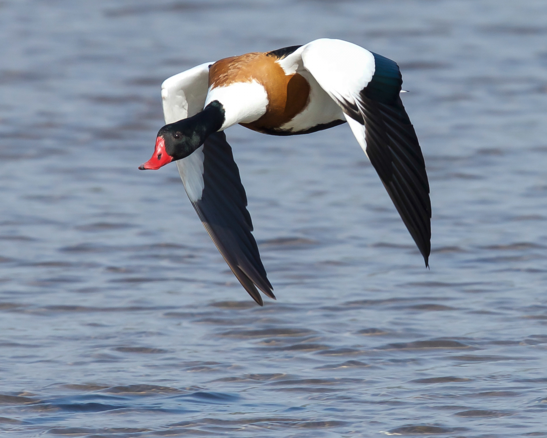 Shelduck