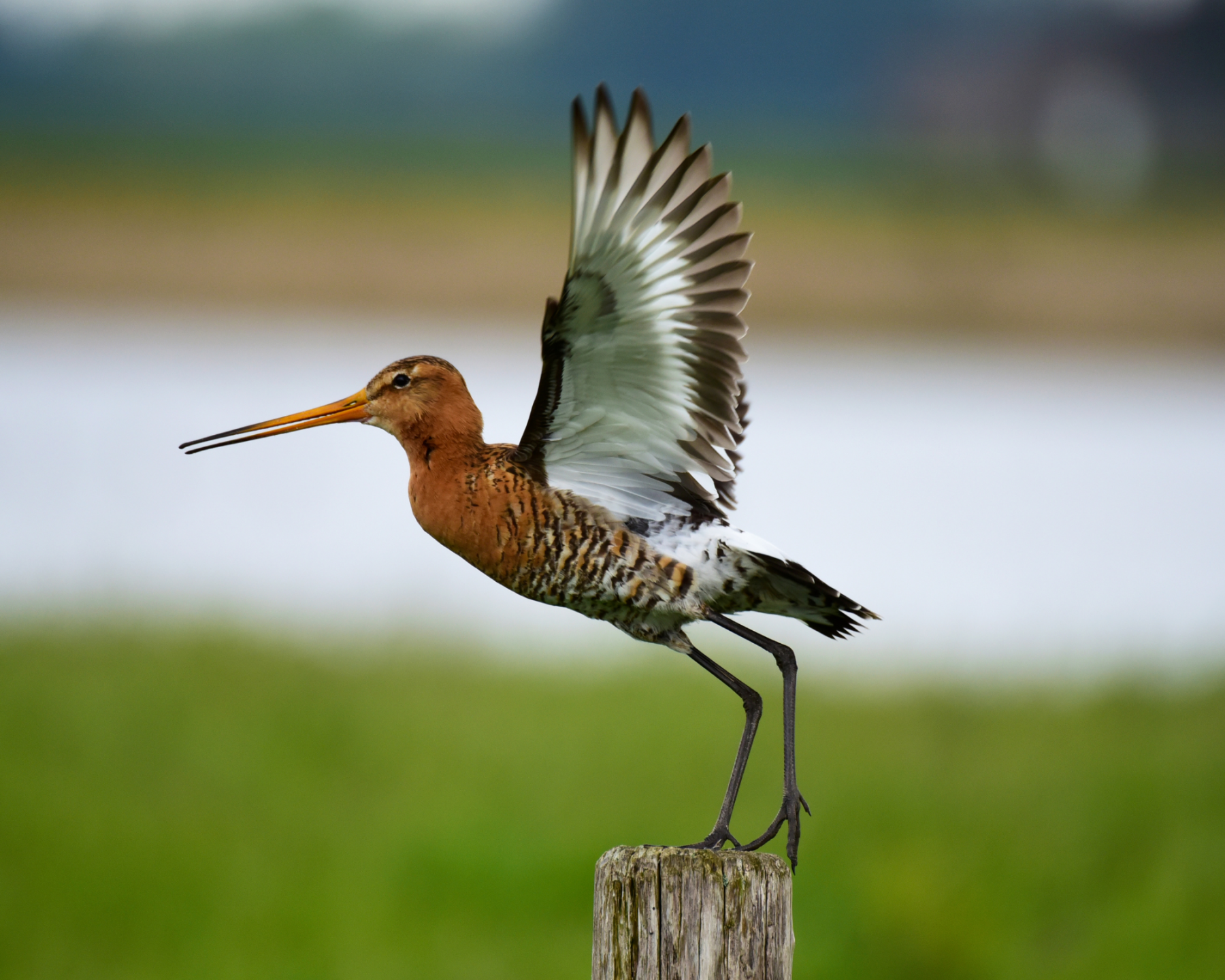 Blacktailed Godwit