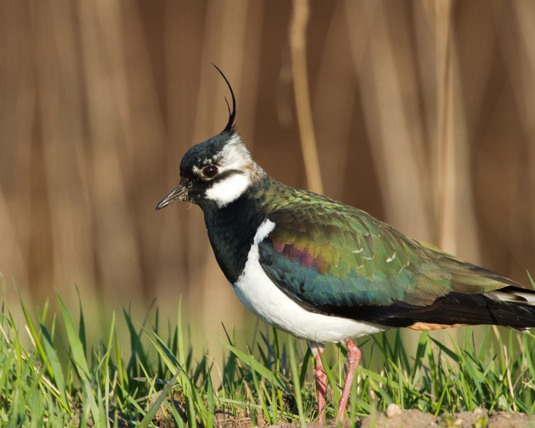 Lapwing