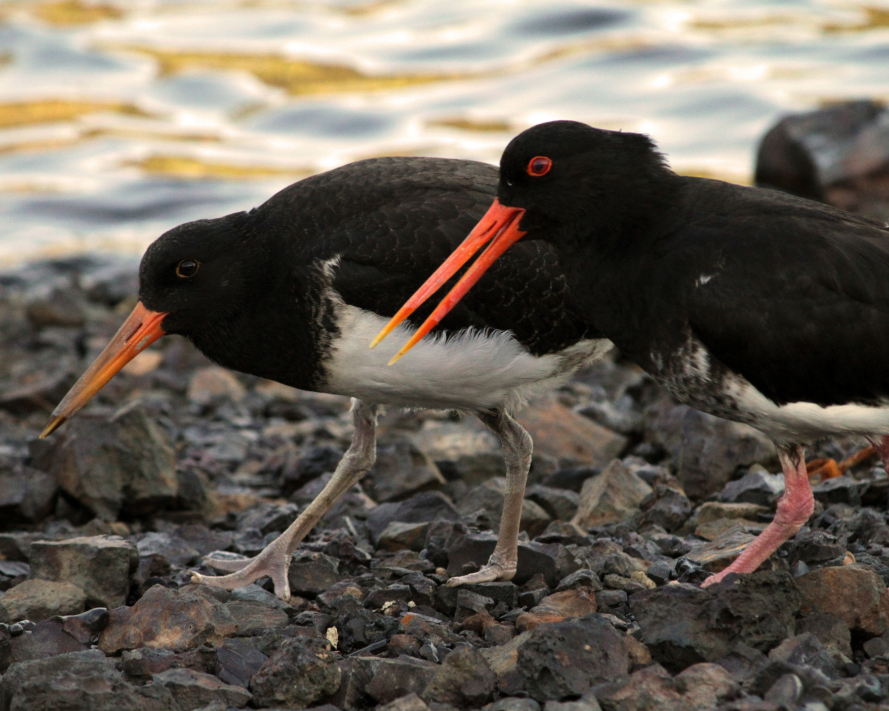 Oyster Catcher