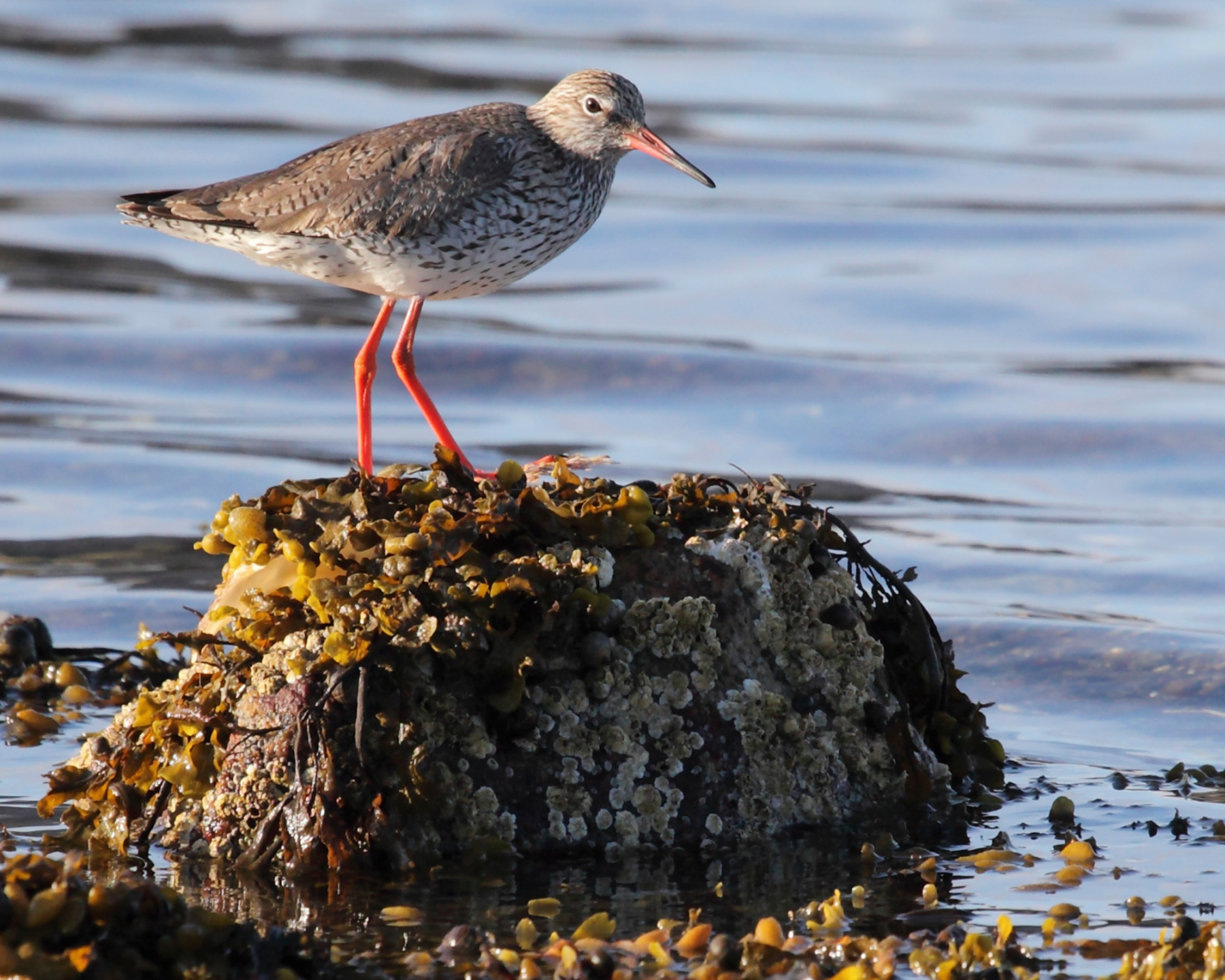 Red Shank